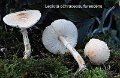 Lepiota ochraceosulfurescens-amf73